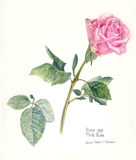 Rose Pink Rosa Grace Rose Illustration Botanical Drawings
