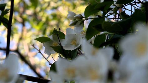 Beautiful Jasmine Flowers | Free Footage Downloads | Nature Videos