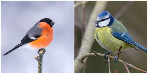 12 Common British Garden Birds You Can Spot In Your Garden In 2020