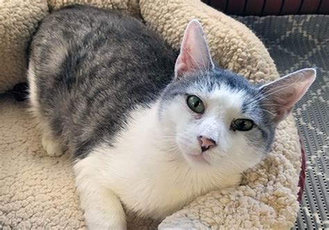 Thinking about adopting a cat? FIV-positive cat awaits adoption | NJ.com
