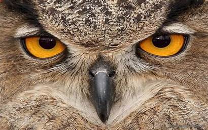 Owl Eyes Bird Windows Wallpapers