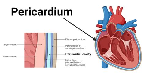 Pericardium Definition Structure Functions Diseases