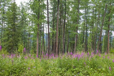 Taiga With Medicinal Plant Willow Herb In Russia Stock Photo Image Of