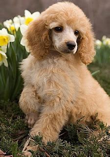 puppy dog breeds pictures