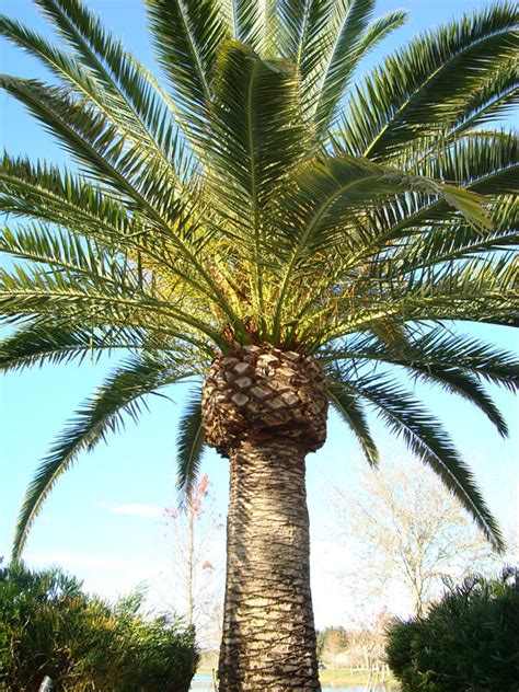 Canary Island Date Palm Tree Phoenix Canariensis Urban