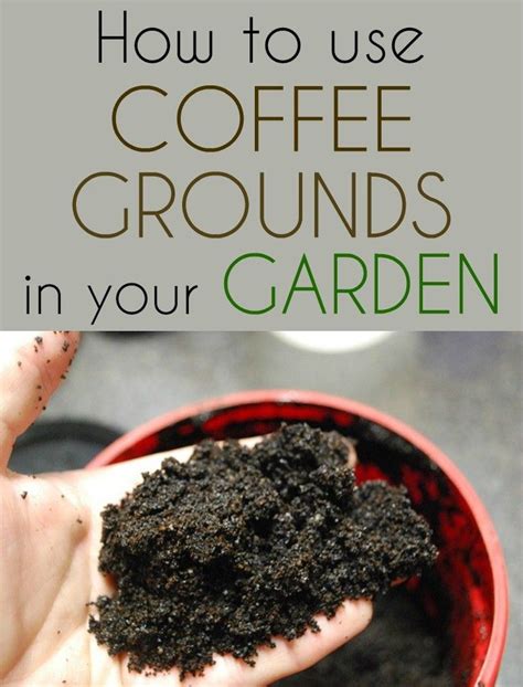 How To Use Coffee Grounds In Your Garden Uses For Coffee Grounds