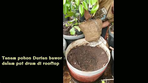 Tanam Pohon Durian Bawor Dalam Pot Di Rooftop Youtube