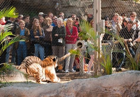 Play Tug Of War With Tigers At Busch Gardens Zoo In Florida Amazing