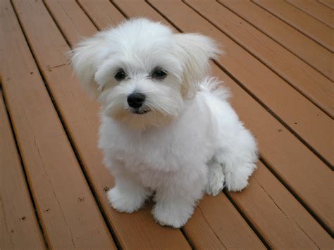 White Maltese Poodle Images Galleries With A Bite