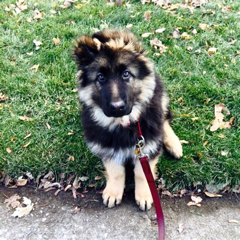 Purebred Long Haired German Shepherd Puppy