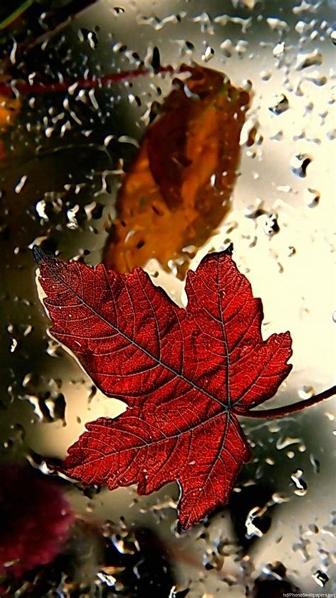 Red Leaves Android Wallpapers Wallpaper Cave