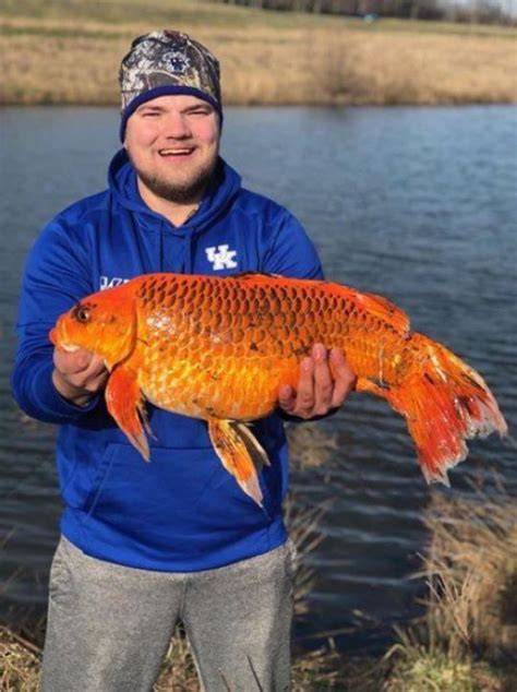 Angler Catches Enormous 20 Pound Goldfish In Lake After Using Biscuits