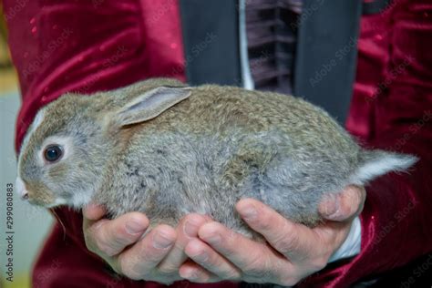 Adorable Lopsided Bunny In Hands Cute Pet Rabbit Being Cuddled By His