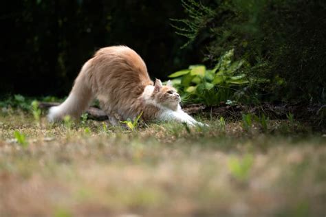 Why Cats Arch Their Backs Facts And Weird History