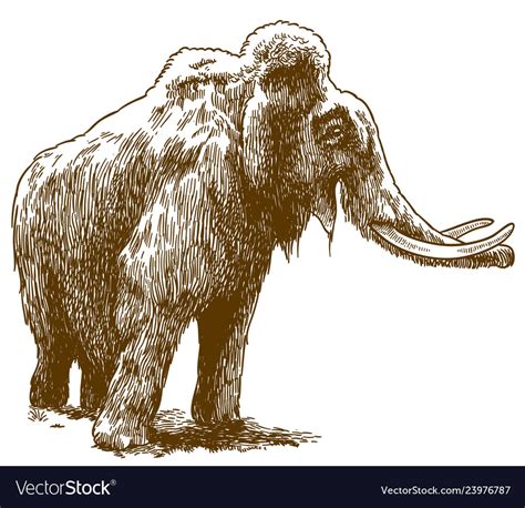 Engraving Drawing Of Woolly Mammoth Royalty Free Vector