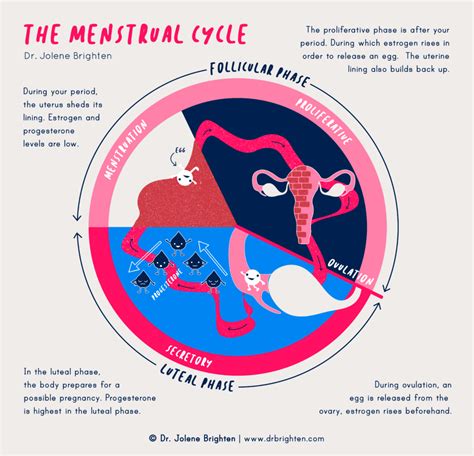 Understanding Your Cycle Ilustraciones Arte De Nacimiento Ciclo My