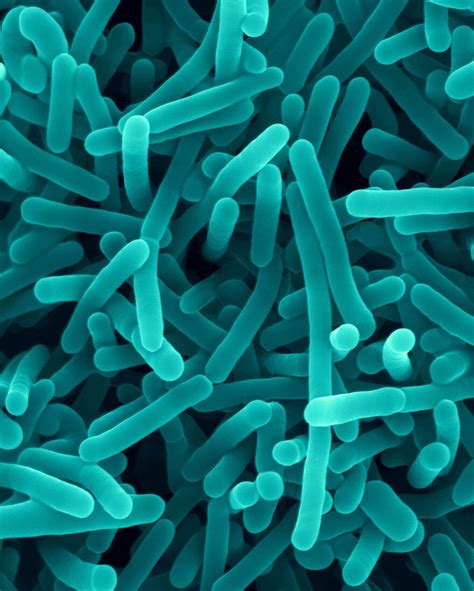 Listeria Monocytogenes Bacterium Sem Bild Kaufen 12299022 Science