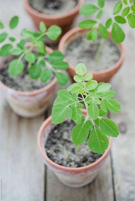 Moringa pills are quick and easy to take, while a soothing cup of moringa tea is a great way to relax at the end of the day. small moringa plants by Canan Czemmel - Stocksy United