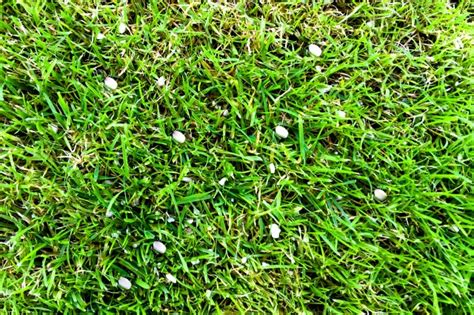 What Does Lime Do For Grass And Why Your Lawn Might Need It