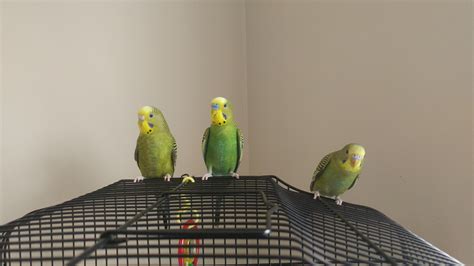 Here Are My Three Budgies Rparakeets