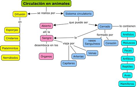 Circulación En Animales Circulacion Sistema