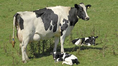 What Causes Twins In Dairy Cows And How To Prevent It Farmers Weekly