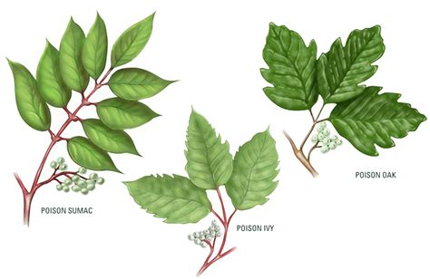 The Facts About Poison Ivy Engledow Group