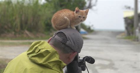 Stray Kitten Befriends Famous Wildlife Photographer By