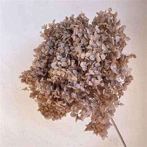 Preserved Hydrangeas Nude 60cm Bloom 18 25cm Large