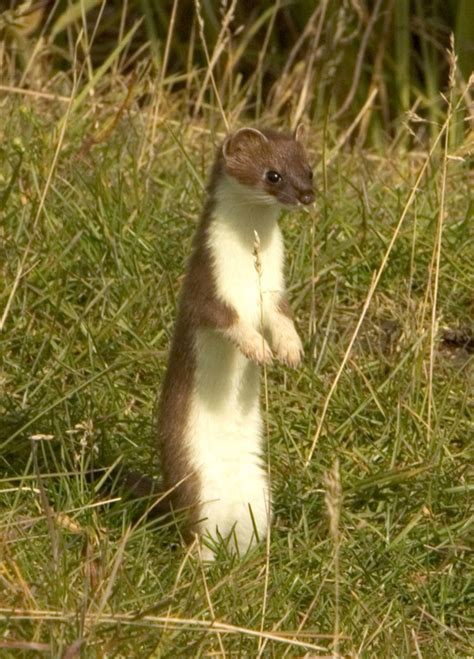 Stoat Standing Up Mustela Erminea Image Free Stock Photo Public