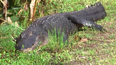 Terrifying Walk Past 12 Foot Alligator Southwest Florida Trail