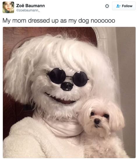 15 Dogs Who Are Obviously Moms Favorite Dog Memes Funny Dog