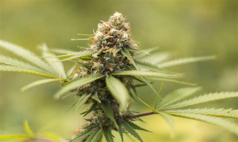 durban poison cannabis strain review industrial hemp farms