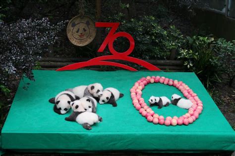 Newborn Panda Cubs In Public For Chinas 70th Anniversary Chinadaily