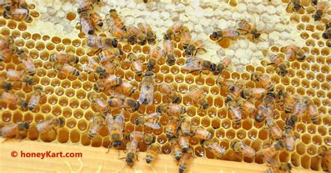 25 Amazing Facts About Bee Hive