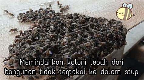Memindahkan Koloni Lebah Madu Dari Rumah Kosong Ke Dalam Stup Budidaya