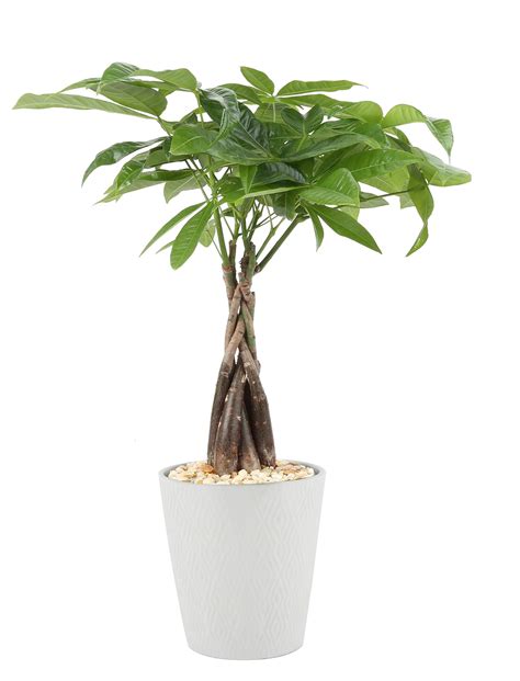 Buy Costa Farms Money Tree Easy Care Indoor Live House In Ceramic Er