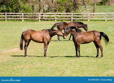 Horses At Play Stock Image Image Of Grass Playing Spring 24081835