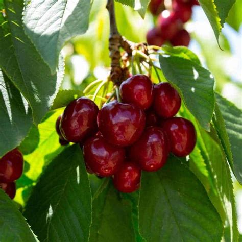 Lapin Sweet Cherry Tree Zones 5 8 Whip Winter Cove Farm