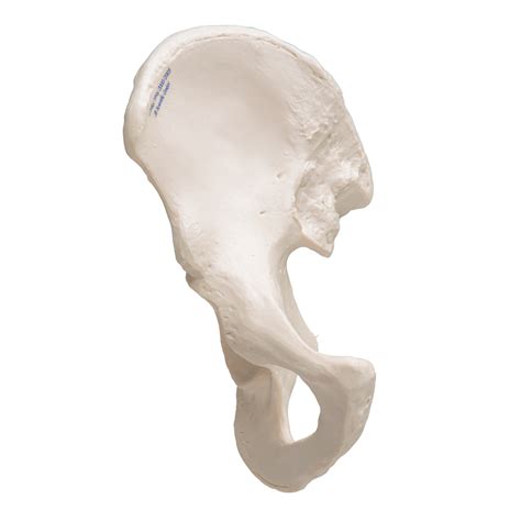 Human Hip Bone Model 3b Smart Anatomy Sem Trainers