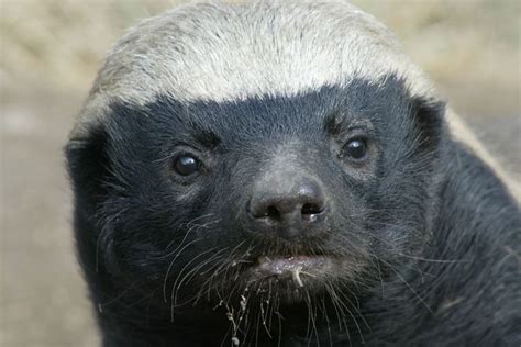Informafrica The Honey Badger Also Known As Ratel Is A Tenacious