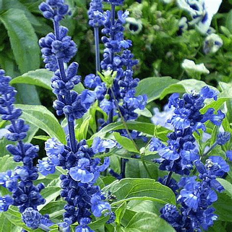 Salvia Farinacea Blue Sage Wildflower Seed