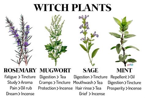Witch Plants Herbs And Recipes Every Witch Should Know Spells8