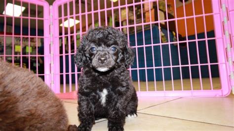 Find 2617 listings of puppies for sale in georgia near you. Eye Catching Black, Toy Poodle Puppies For Sale In Atlanta, Georgia at - Puppies For Sale Local ...