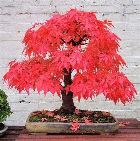 This Maple Tree Bonsai Is Breath Taking I Will Need Bonsai In My