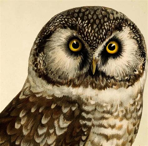 Owl Print Owl Illustration Vintage Bird Print Woodland Bird Etsy