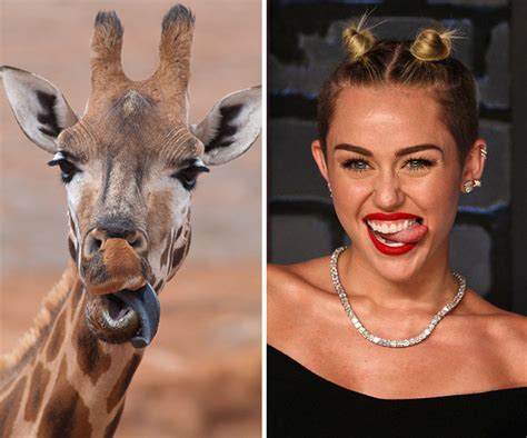 Animals That Look Like Humans Famous People That Look Like Animals