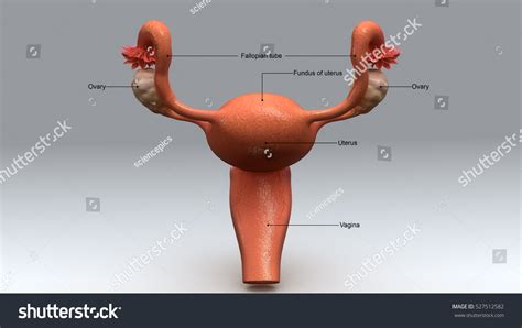 Female Reproductive System 3d Illustration 527512582 Shutterstock