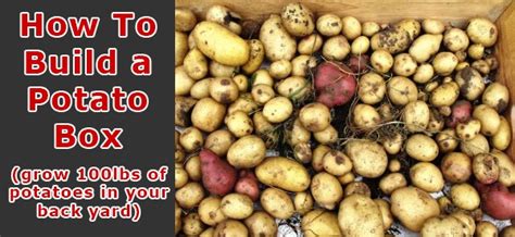 The process for growing potatoes in containers, grow bags, or the ground is a little different than it is for other vegetables. How To Build A Potato Box - Expert Prepper Blog