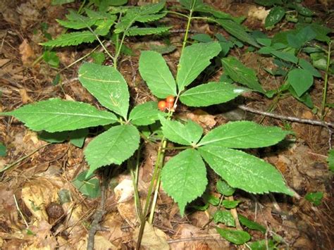 Identify Wild Ginseng Plant Maple Suyrup Diet